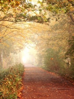 Парковая дорожка обои