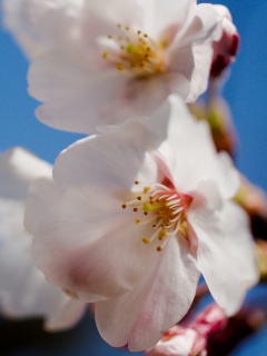 Нежные белые цветы обои