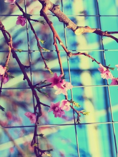 Ветка за сеткой обои