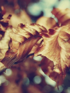 Засохший лист обои