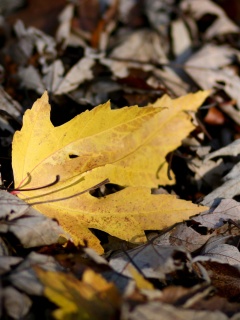 Мёртвая листва обои