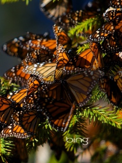 Бабочки облепили ёлку обои