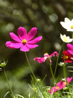 Белые и розовые цветочки обои