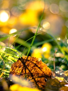 Опавший лист в траве обои