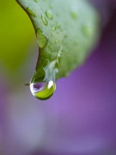 Капля на листе обои