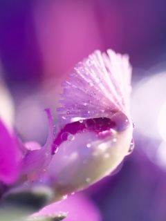 Капли на лиловом цветке обои