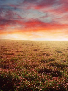 Закатное небо над цветочным полем обои
