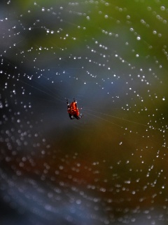 Паук на паутине обои