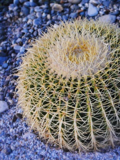 Круглый кактус обои