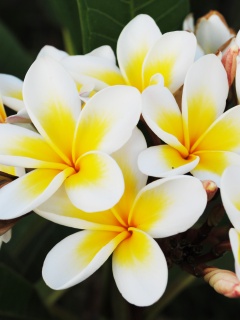 Прекрасные цветы обои