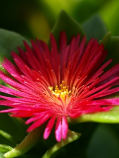 Чудесный цветок обои