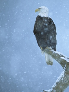 Орлы на ветке в снегопад обои