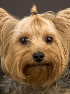 Йоркширский терьер обои