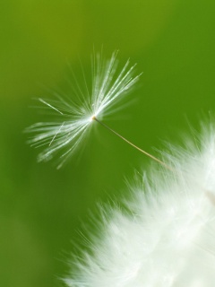 Пушинка одуванчика обои