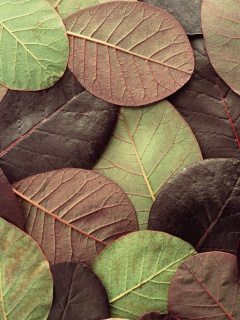 Лиственный узор обои