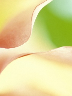 Оттенки природы обои