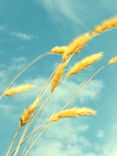 Колосья обои