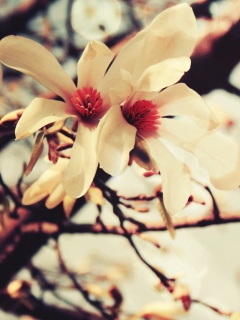 Цветы вишневого дерева обои