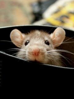 Мышонок выглядывает из ботинка обои