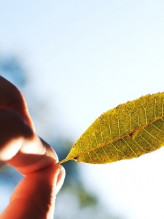 Листик в пальцах обои
