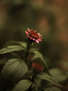 Фотография цветка обои