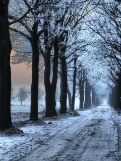 Морозное утро обои