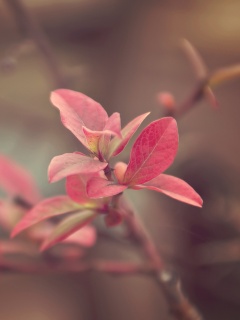 Красные листья на ветке обои