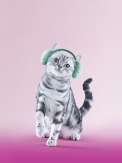 Кот в зеленых наушниках обои