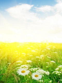 Поле ромашек обои