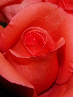 Бутон розы обои