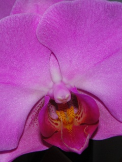 Фиолетовая орхидея обои