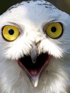 Сова в шоке! обои