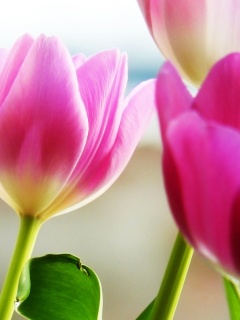 Тюльпаны обои