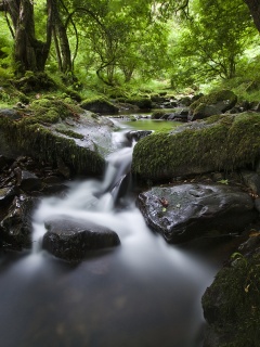 Речной поток в лесу обои