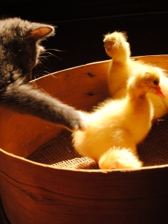 Котенок играет с утятами обои