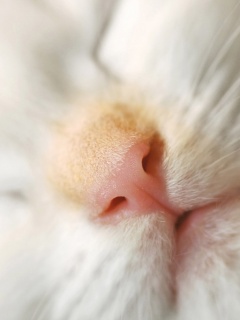 Кошачья мордочка обои