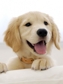 Щенок голден ретривера обои
