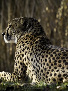 Гепард обои