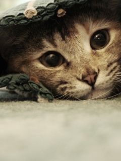 Кот под ковриком обои