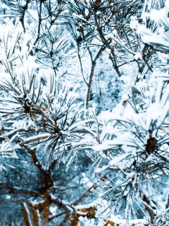 Фото сосны обои