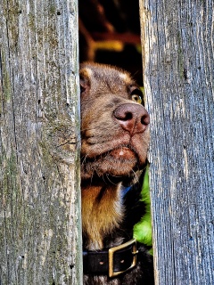 Собака выглядывает из-за забора обои