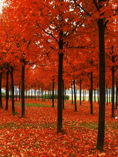 Скачать бесплатно осень обои