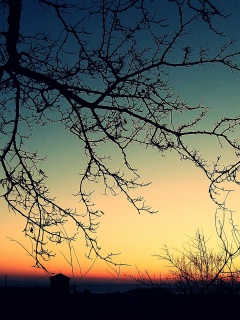 Закат сквозь ветки деревьев обои