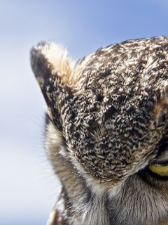 Злая сова обои