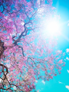 Цветение вишни обои