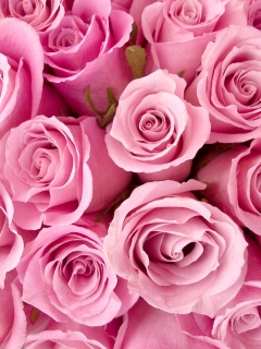 Букет роз обои