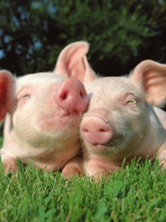 Два поросёнка обои