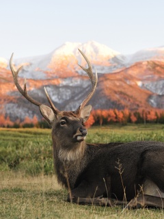 Олень отдыхает в предгорьях обои