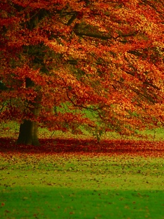 Пожелтевшее дерево с облетающей листвой обои