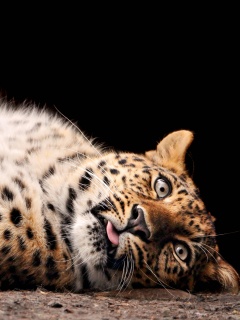 Большая пятнистая кошечка обои